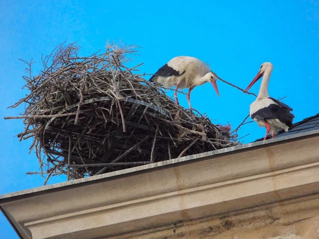 Dos cigüeñas en su gran nido sobre el tejado de una iglesia en Torrejón de Ardoz.